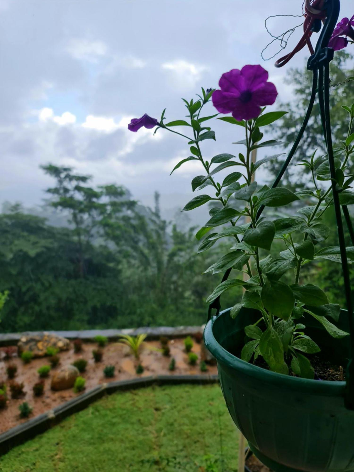 Hello Kandy Homestay Экстерьер фото